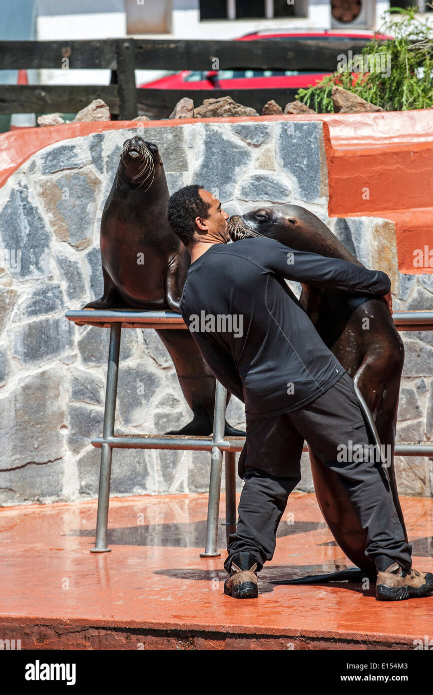 Zoo lion people not naked not fence hi-res stock photography and images -  Page 4 - Alamy