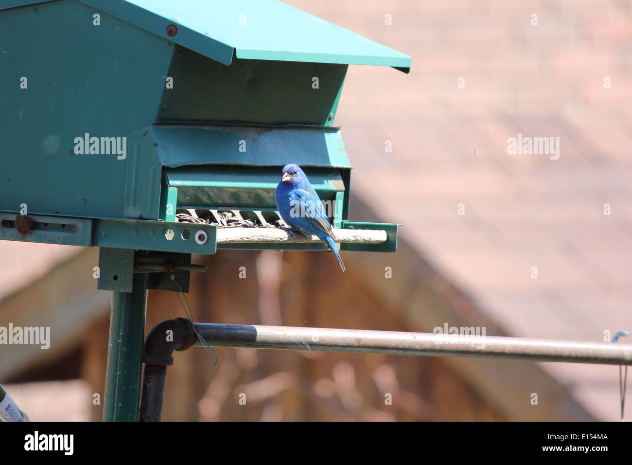 Male Indigo Bunting feeding on seeds from a bird feeder Stock Photo Alamy