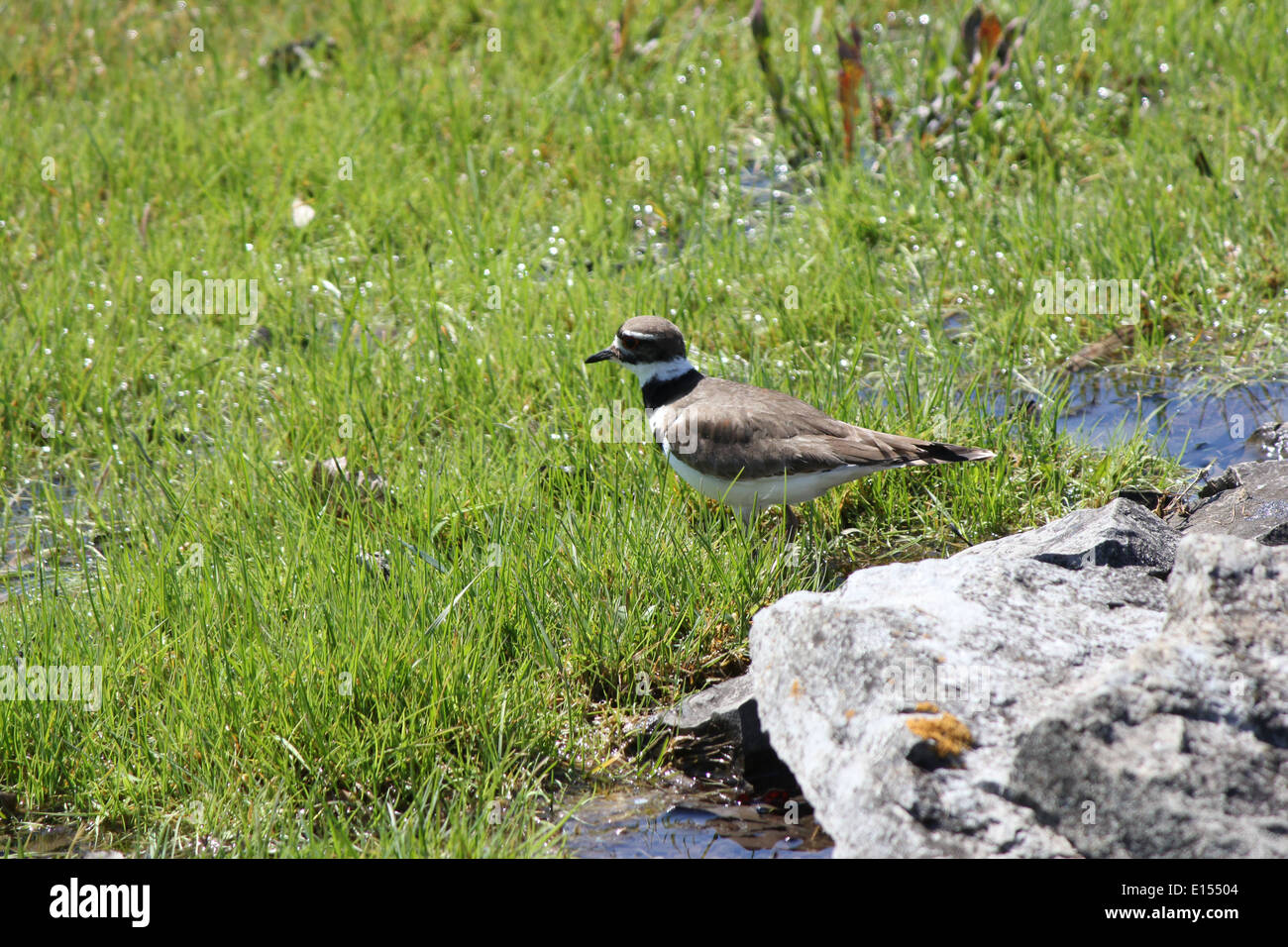 Killdeer (Charadrius vociferous) in the grass by the rocks of  a man-made water hole. Stock Photo