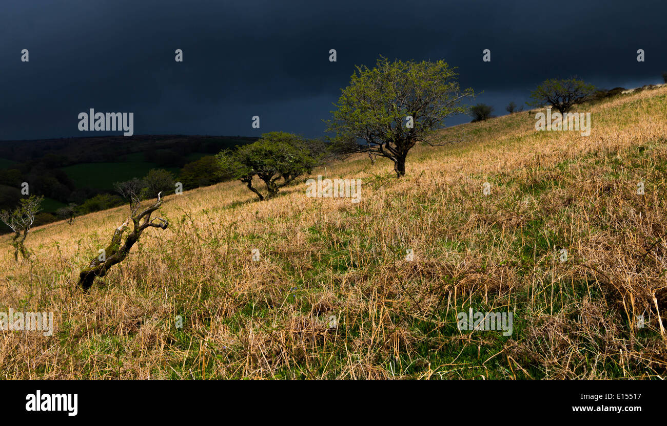 Sunlight and dark clouds over barren land on Exmoor Stock Photo