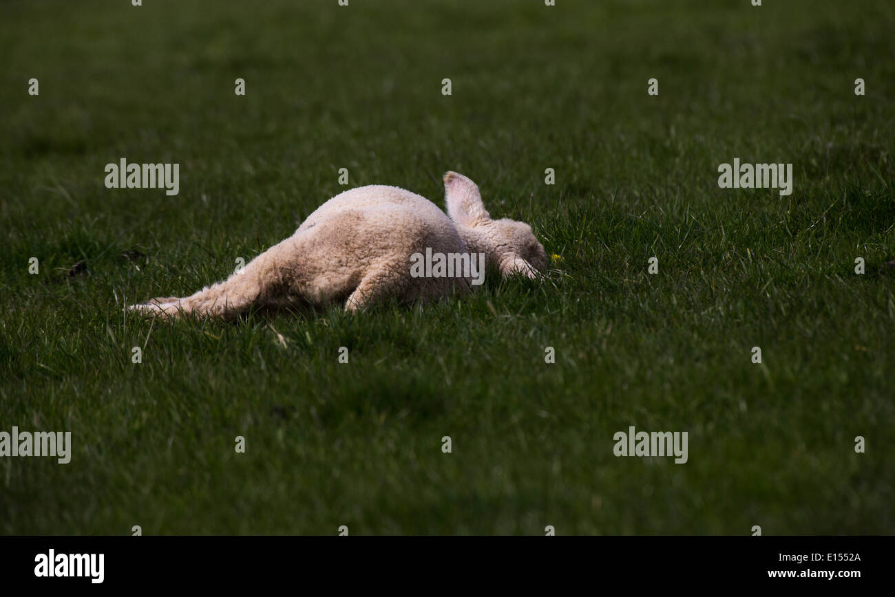 Sleeping Lamb Stock Photo