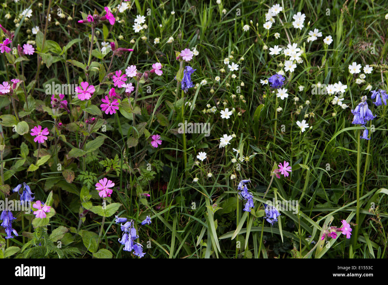 Hedgerow wildflowers hi-res stock photography and images - Alamy