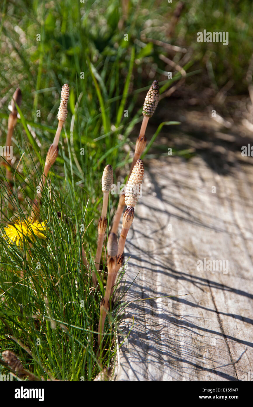 Great Horsetail Fern Spore-bearing strobilus Stock Photo