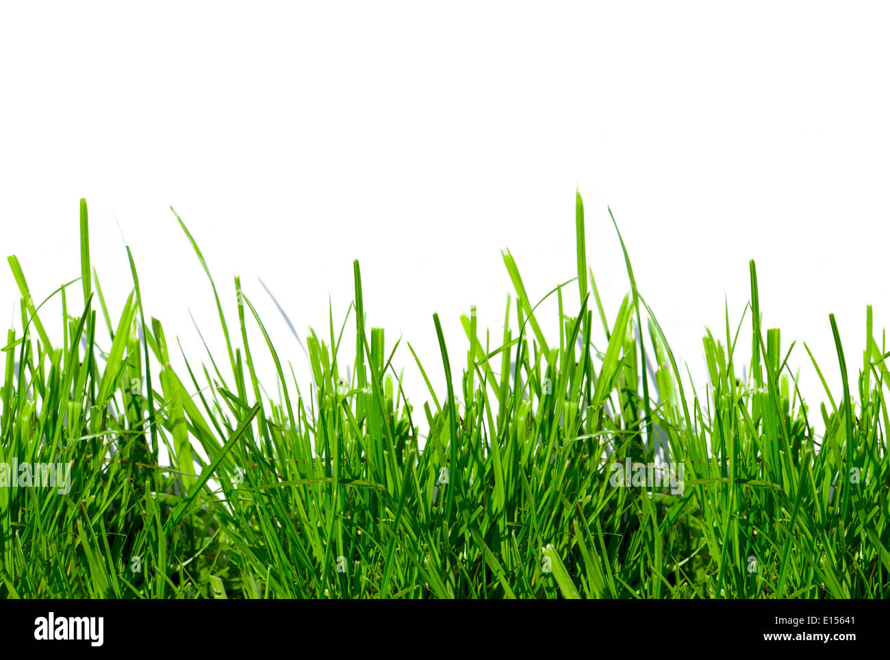 Green grass on a white background isolated Stock Photo - Alamy