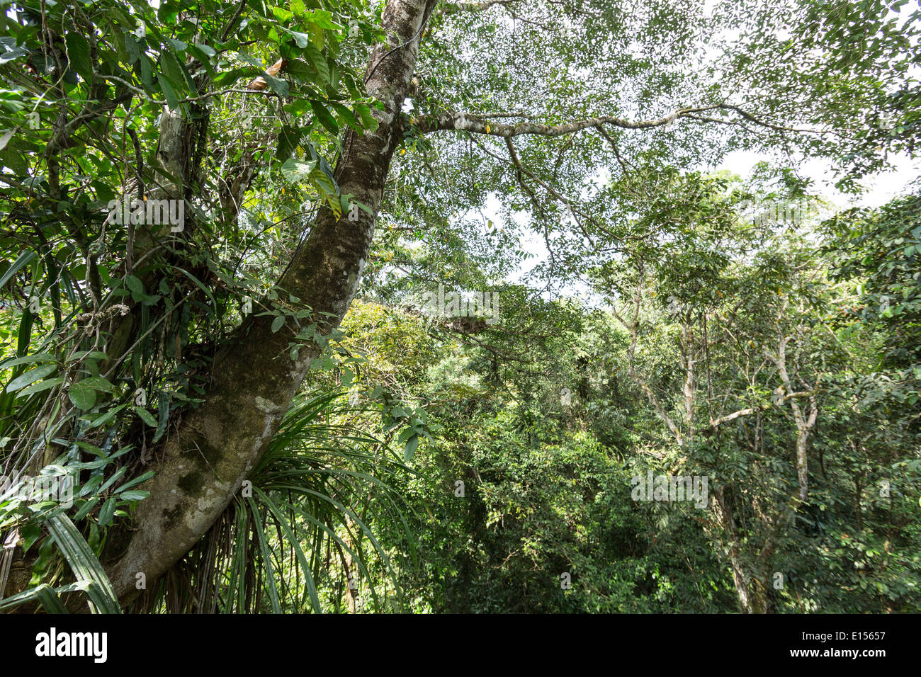 Upper part of rainforest canopy with epiphytes, Gunung Mulu National Park, Malaysia Stock Photo