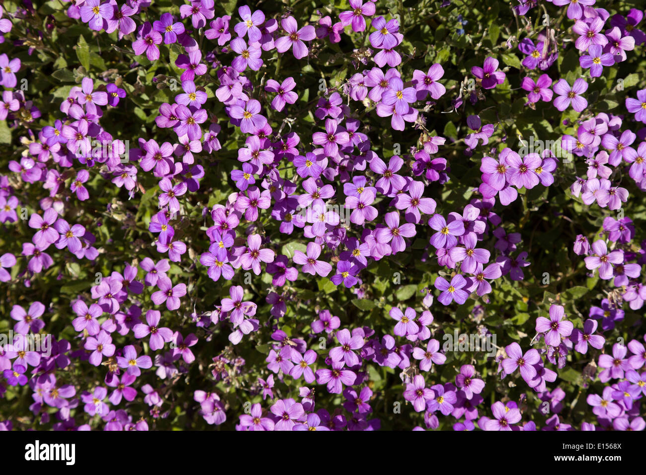 Aubrieta commonly known as Aubretia flowers in bloom Stock Photo