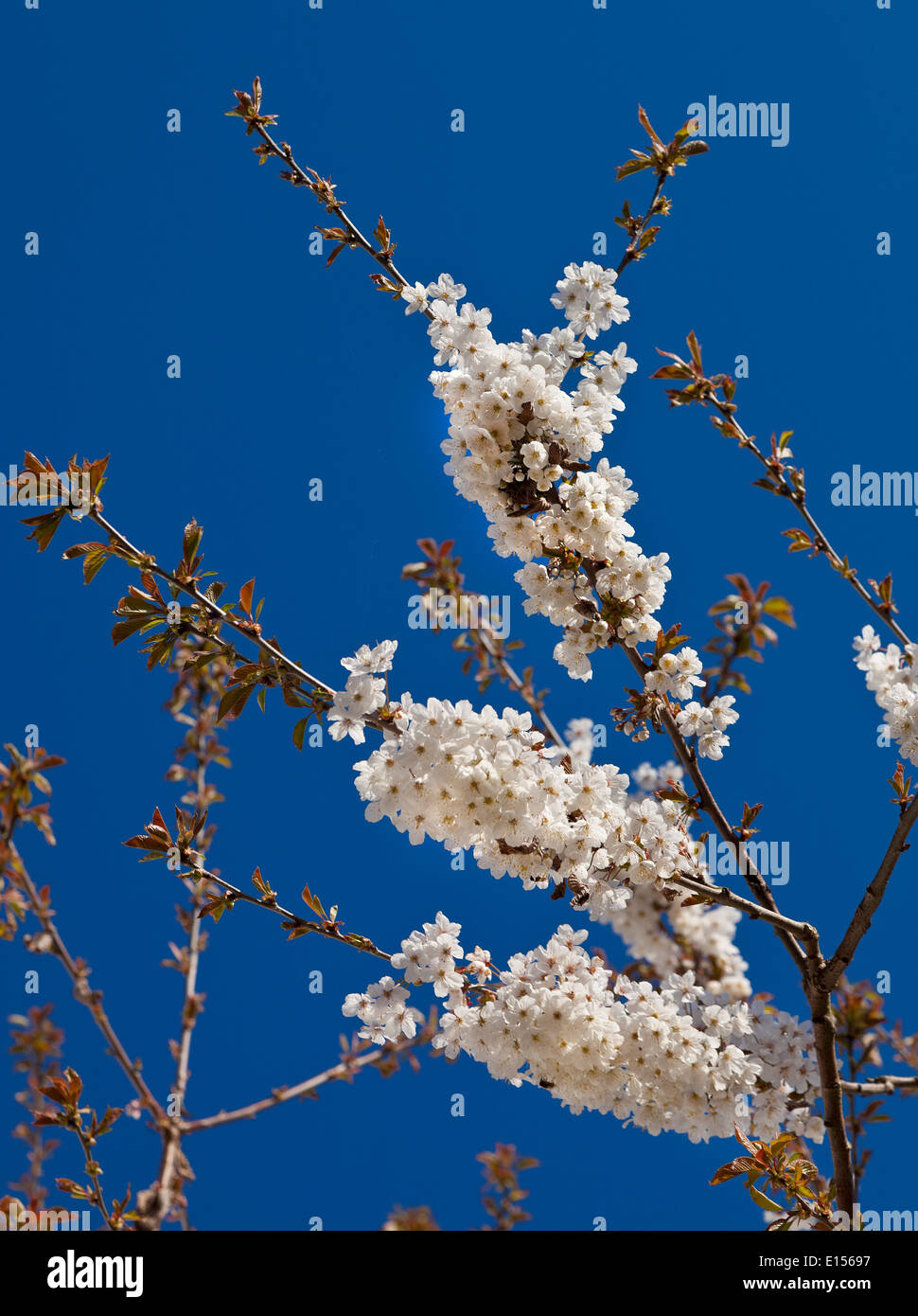White cherry blossom, bright sunshine, deep blue sky Stock Photo