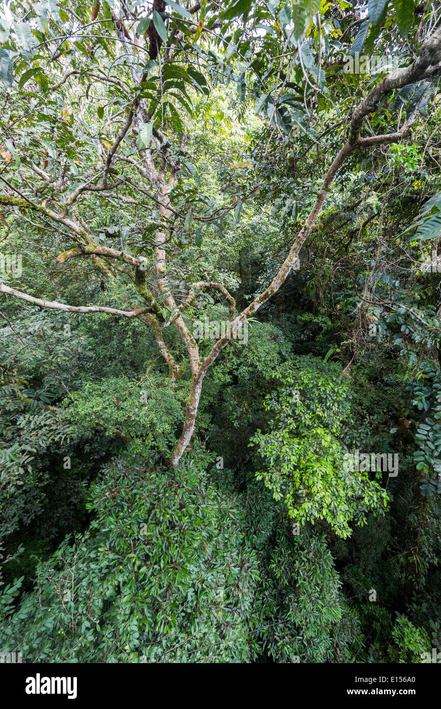 Upper part of rainforest canopy with epiphytes, Gunung Mulu National Park, Sarawak, Malaysia Stock Photo