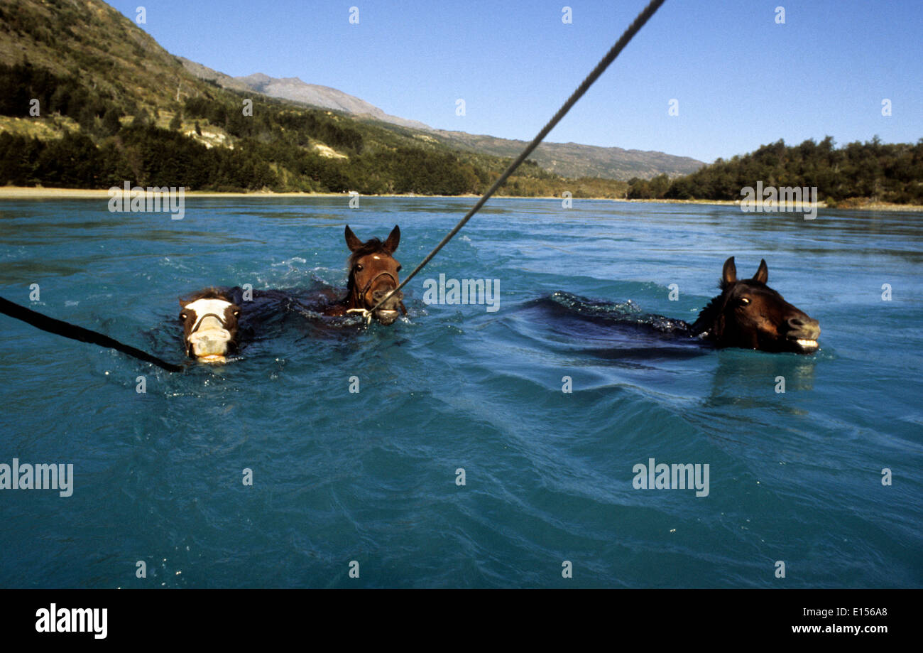 Horses swimming Puerto Rio Tranquilo in Chile South America Stock Photo
