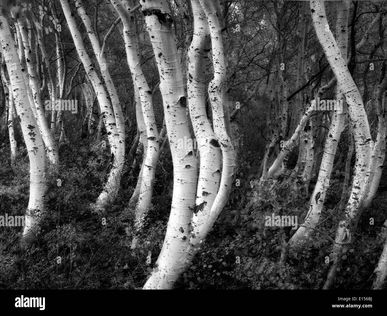 Close up of aspen trunks. Eastern Sierra Nevada Mountains, California Stock Photo