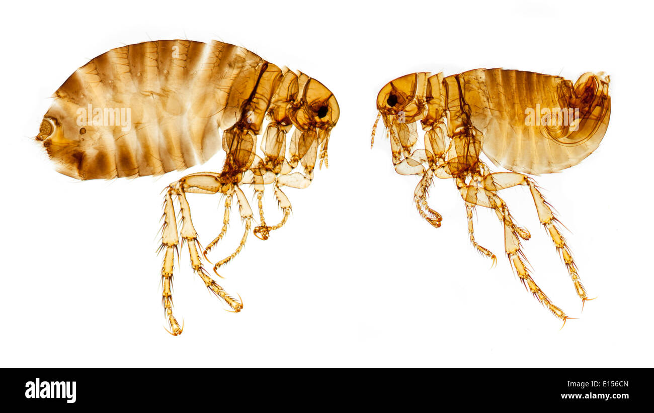 Cat fleas, Ctenocephalides felis, male & female brightfield Stock Photo