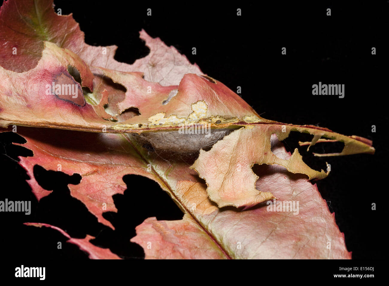 Silken cocoon of a pupating  Yellow-tail, Gold-tail Moth or Swan Moth ( Euproctis simi ) fixed between leaves. Bedfordshire, UK Stock Photo