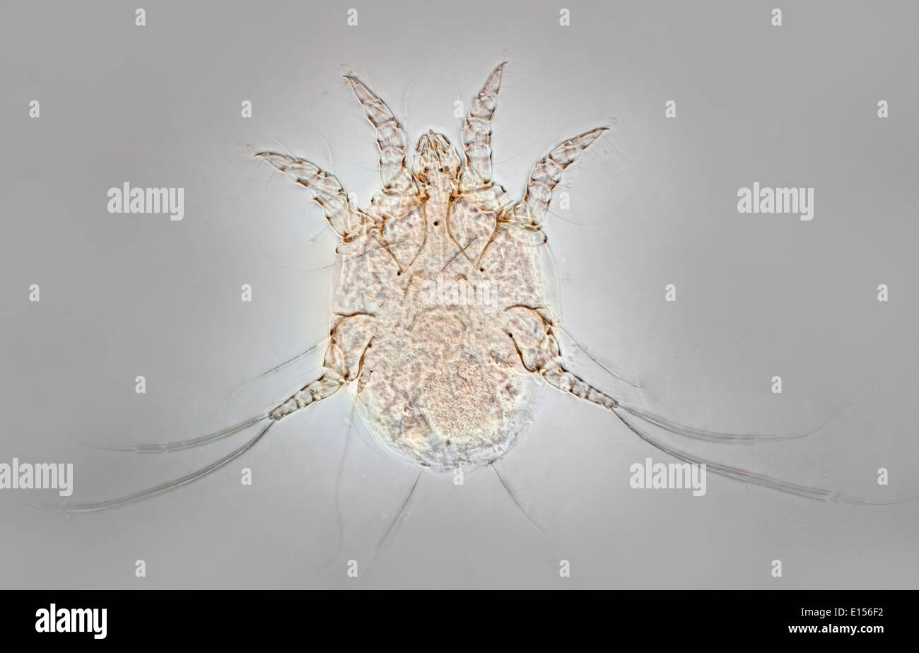 Scabies mite Sarcoptes scabiei, photomicrograph, phase contrast illumination. Stock Photo