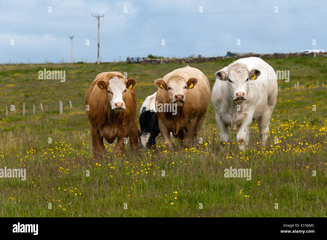 A group of three cows looking at the camera. Stock Photo