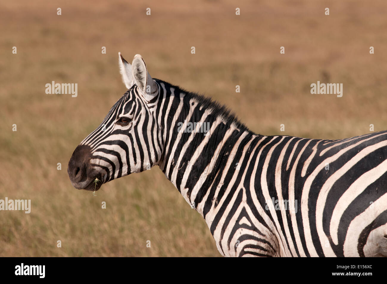 Common or Burchell’s Zebra in Amboseli National Park Kenya Stock Photo