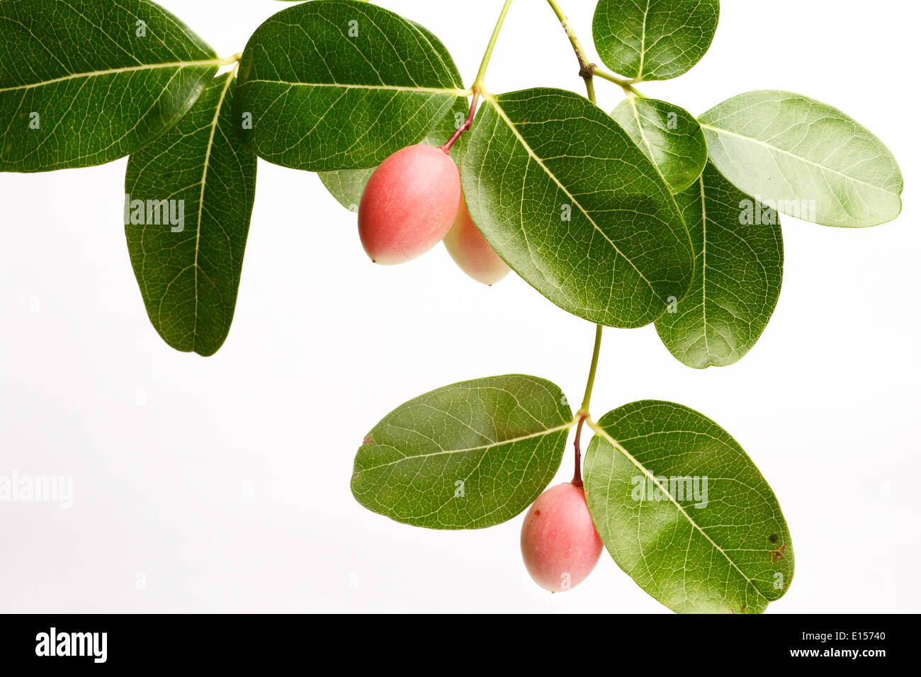 Fruits Carissa Carandas Stock Photo - Alamy