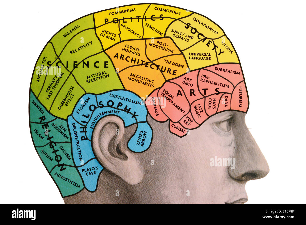 Phrenological brain Stock Photo