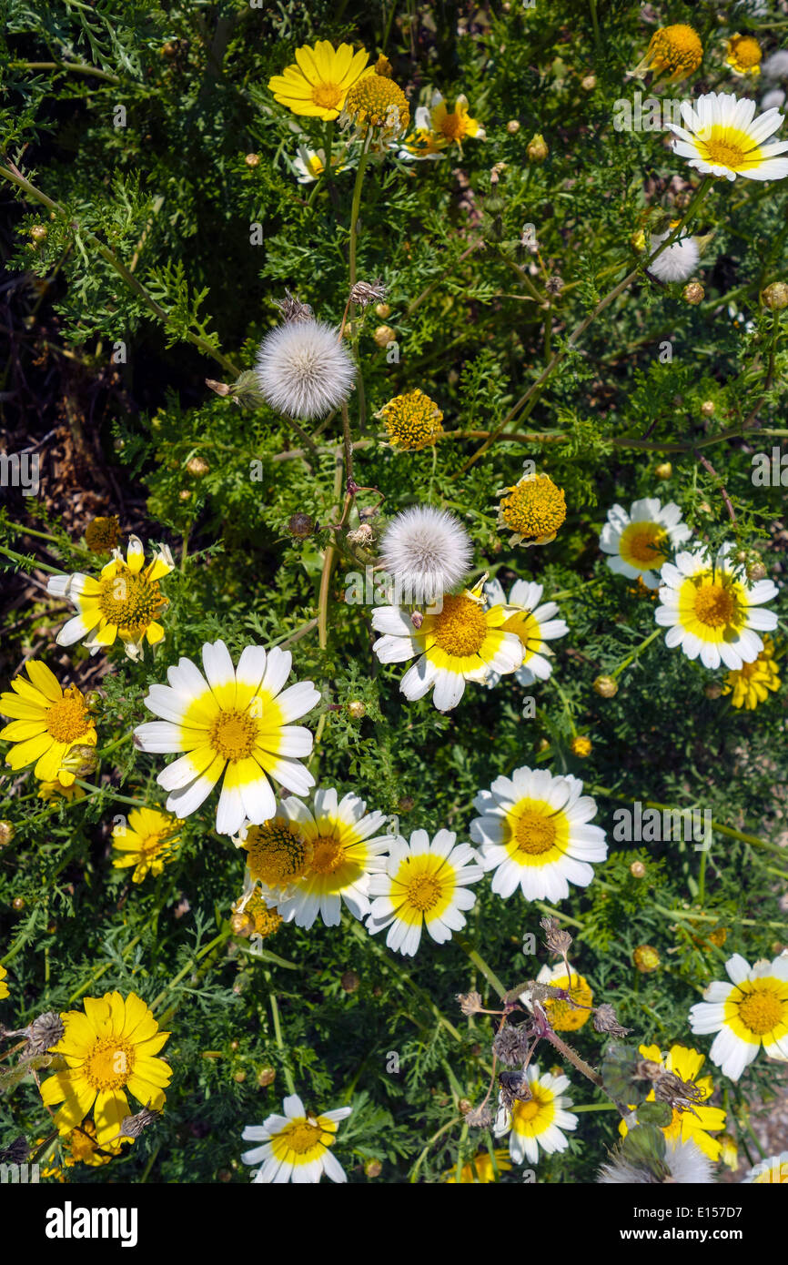 White and yellow daisy like spring flowers, Stock Photo