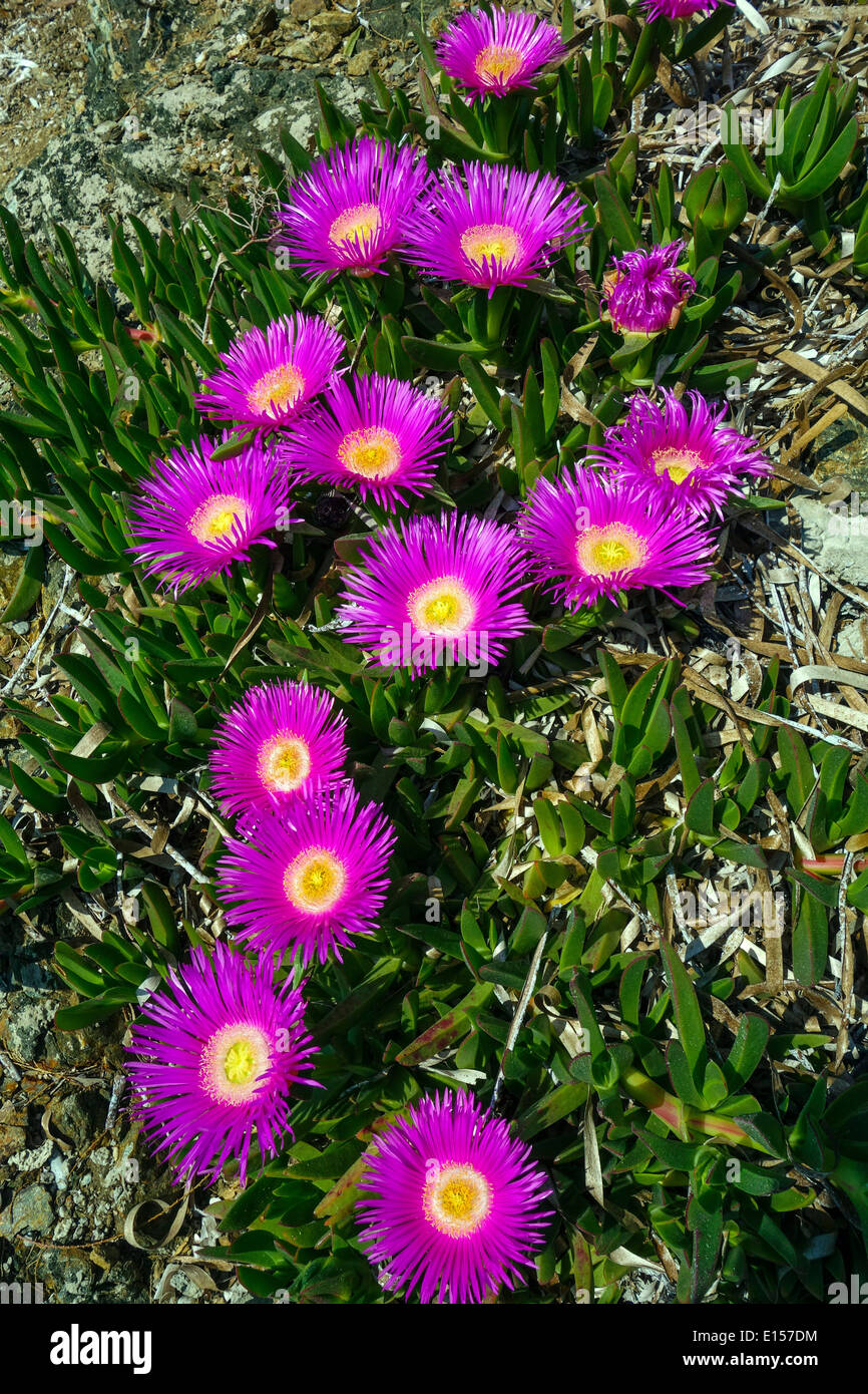 Purple spring flowers, pigface, growing in lush green grass Stock Photo