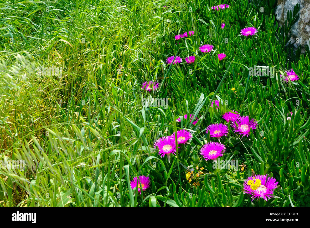 Purple spring flowers, pigface, growing in lush green grass Stock Photo