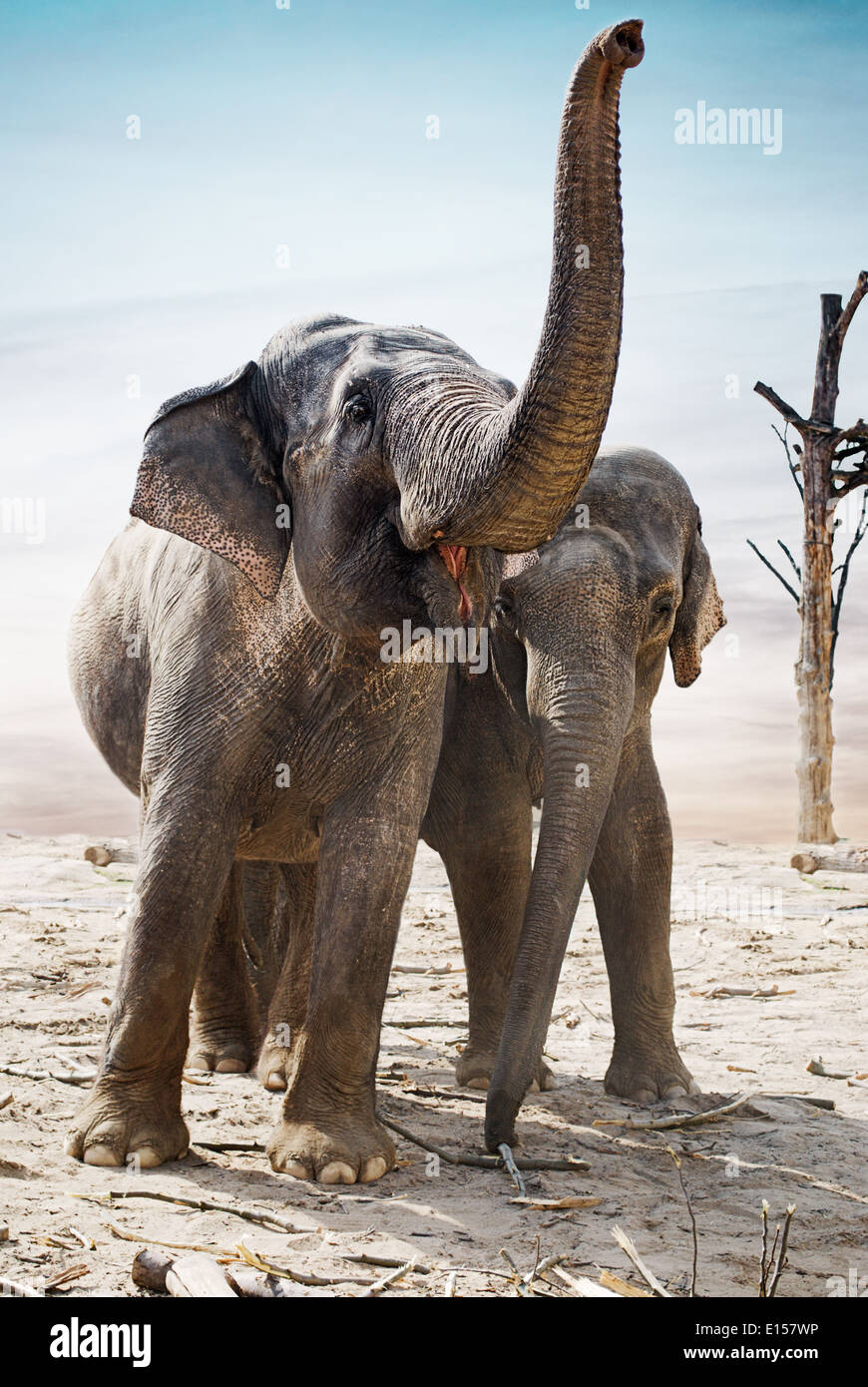 Indian elephants family stand outdoor Stock Photo