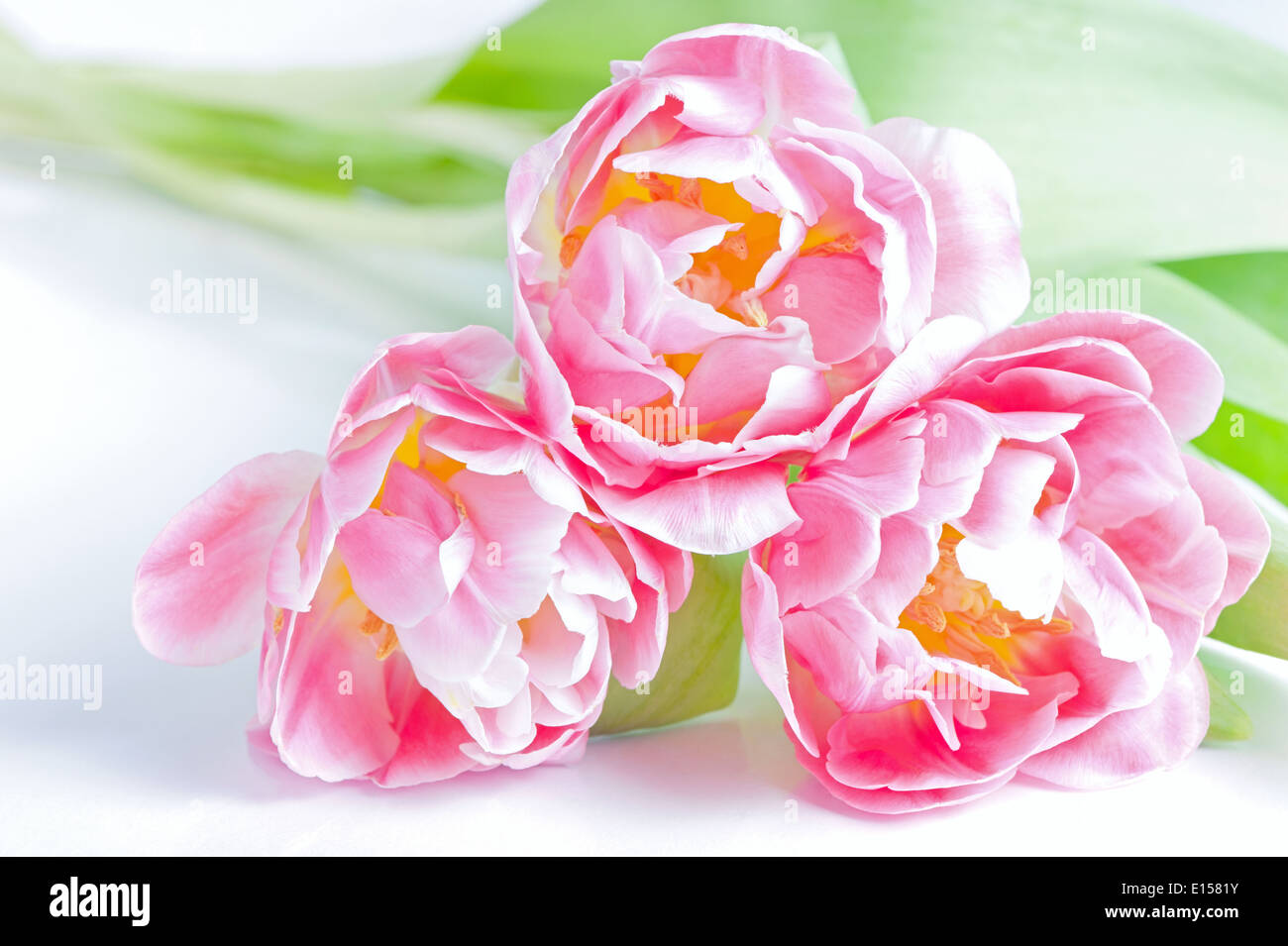 Bouquet of the fresh pink tulips isolated on white background Stock Photo