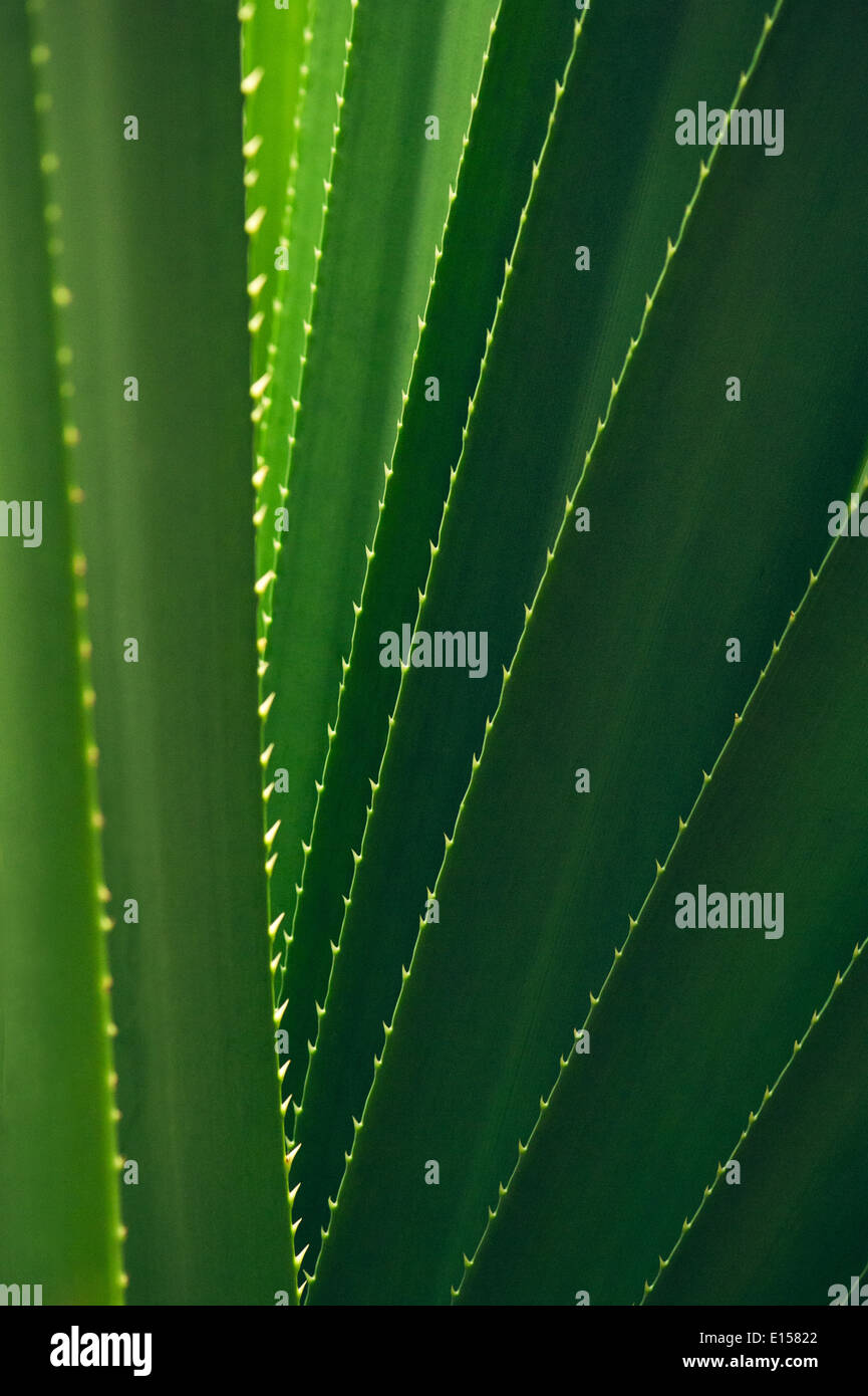 Aloe vera leaves, textured background Stock Photo