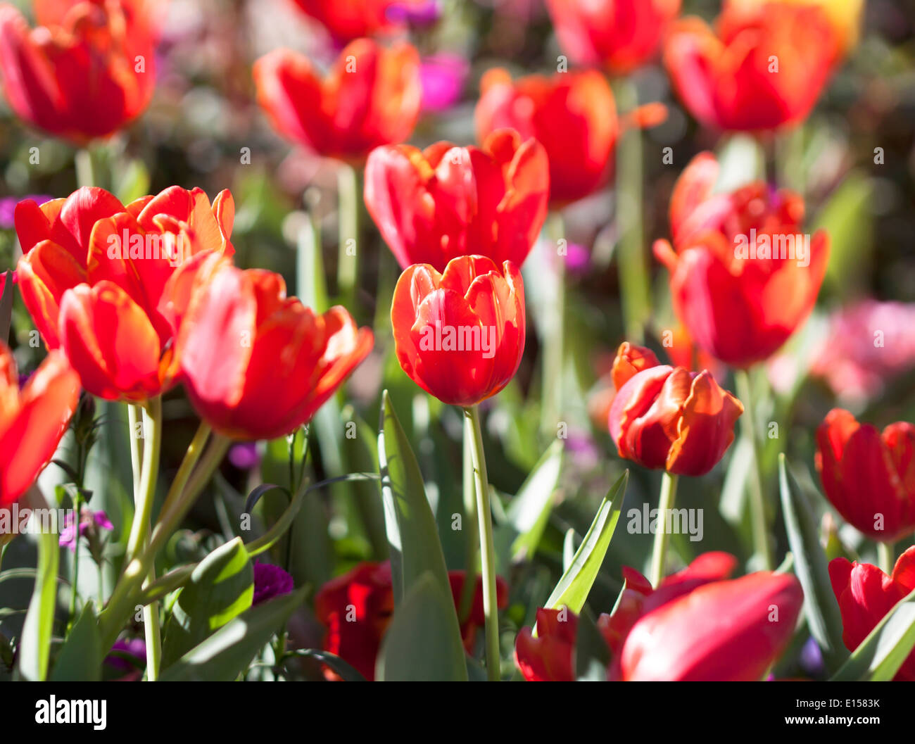 Tulip flower beautiful pink background with a bokeh Stock Photo - Alamy