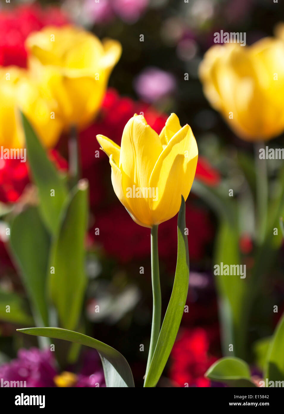 Tulip flower beautiful pink background with a bokeh Stock Photo - Alamy