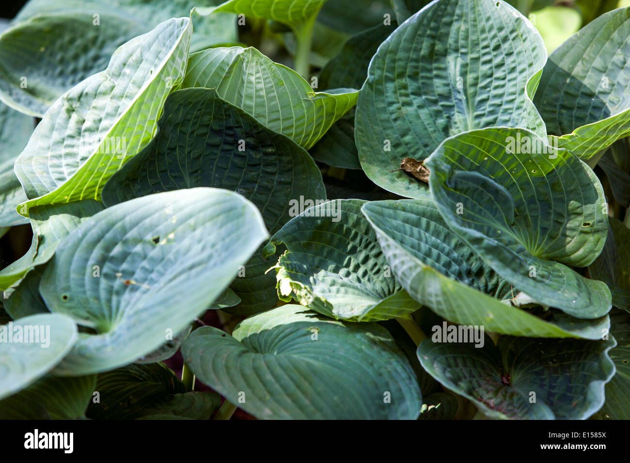 Hosta plant shady garden Stock Photo