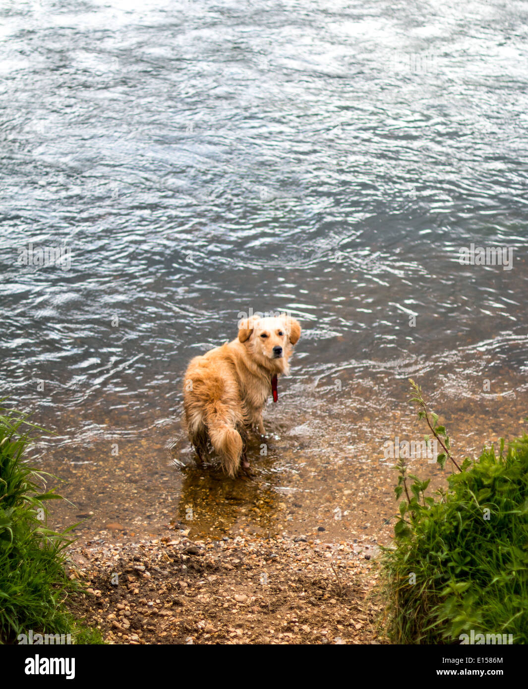 Dog in river looking back Stock Photo