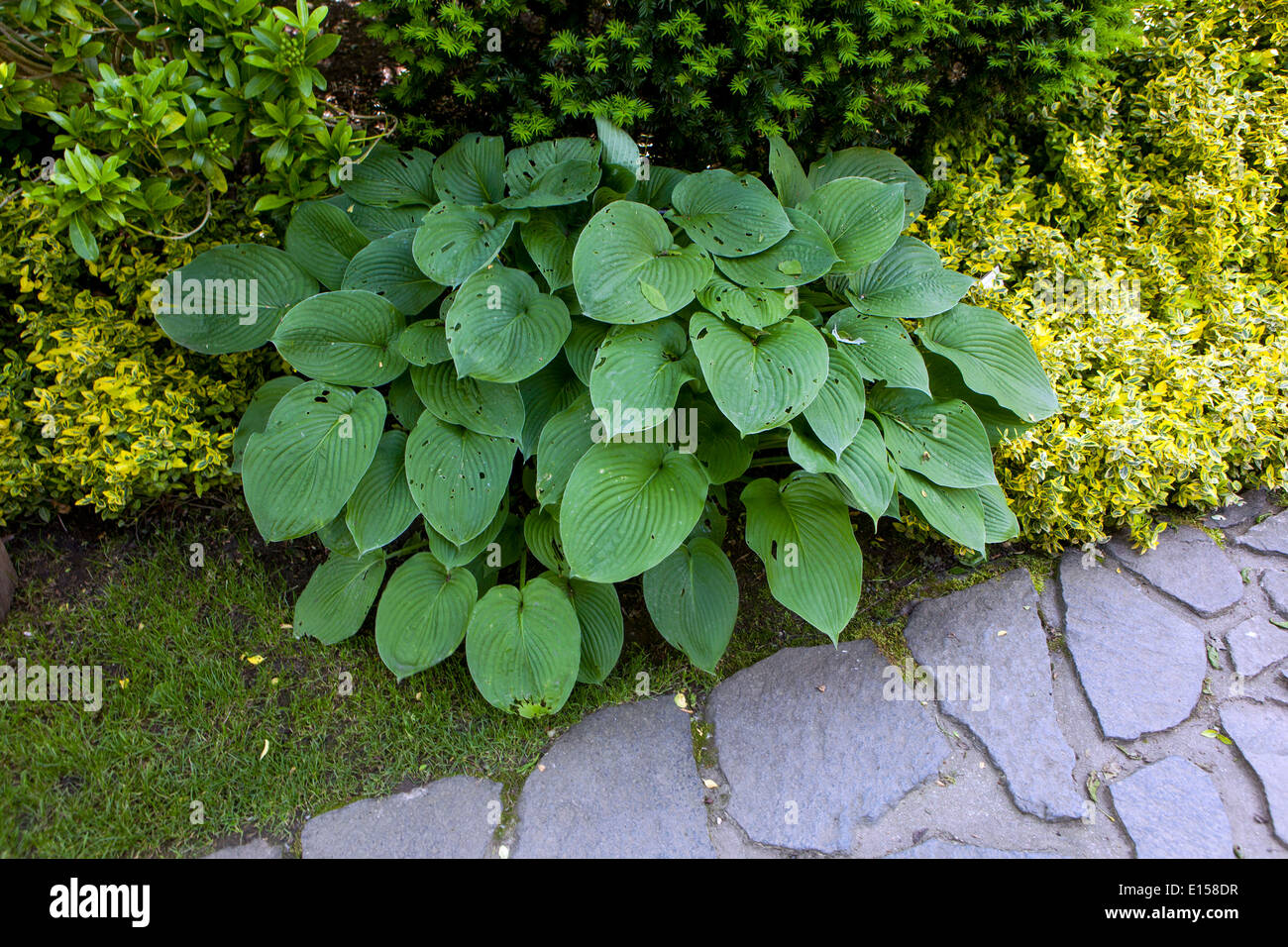 Hosta plant grows in shade part, edge of a stone path in a garden, cover plant Euonymus fortunei 'Emerald n Gold' ground cover plants hosta path Stock Photo