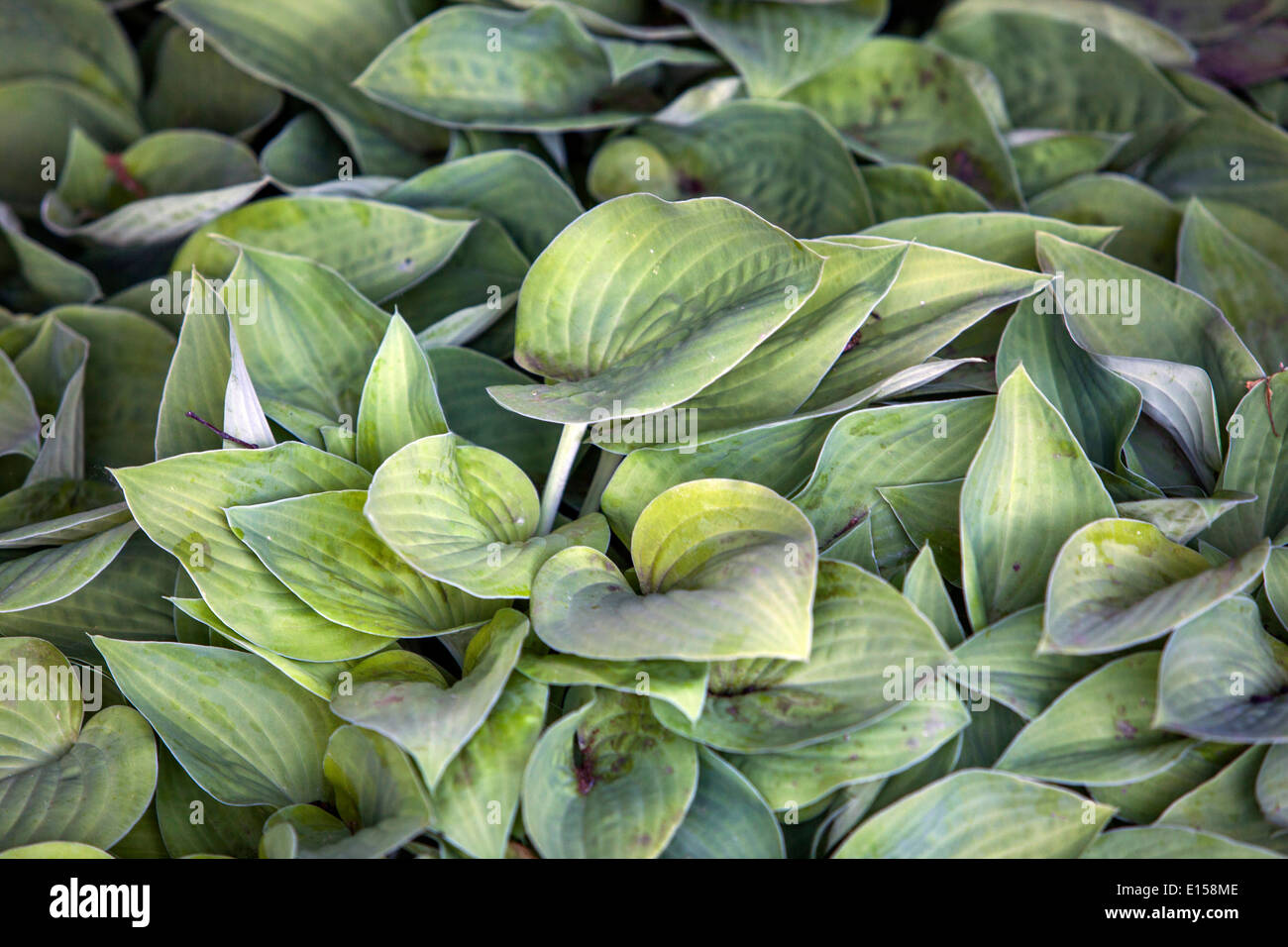 Hosta garden plant hostas leaves Stock Photo