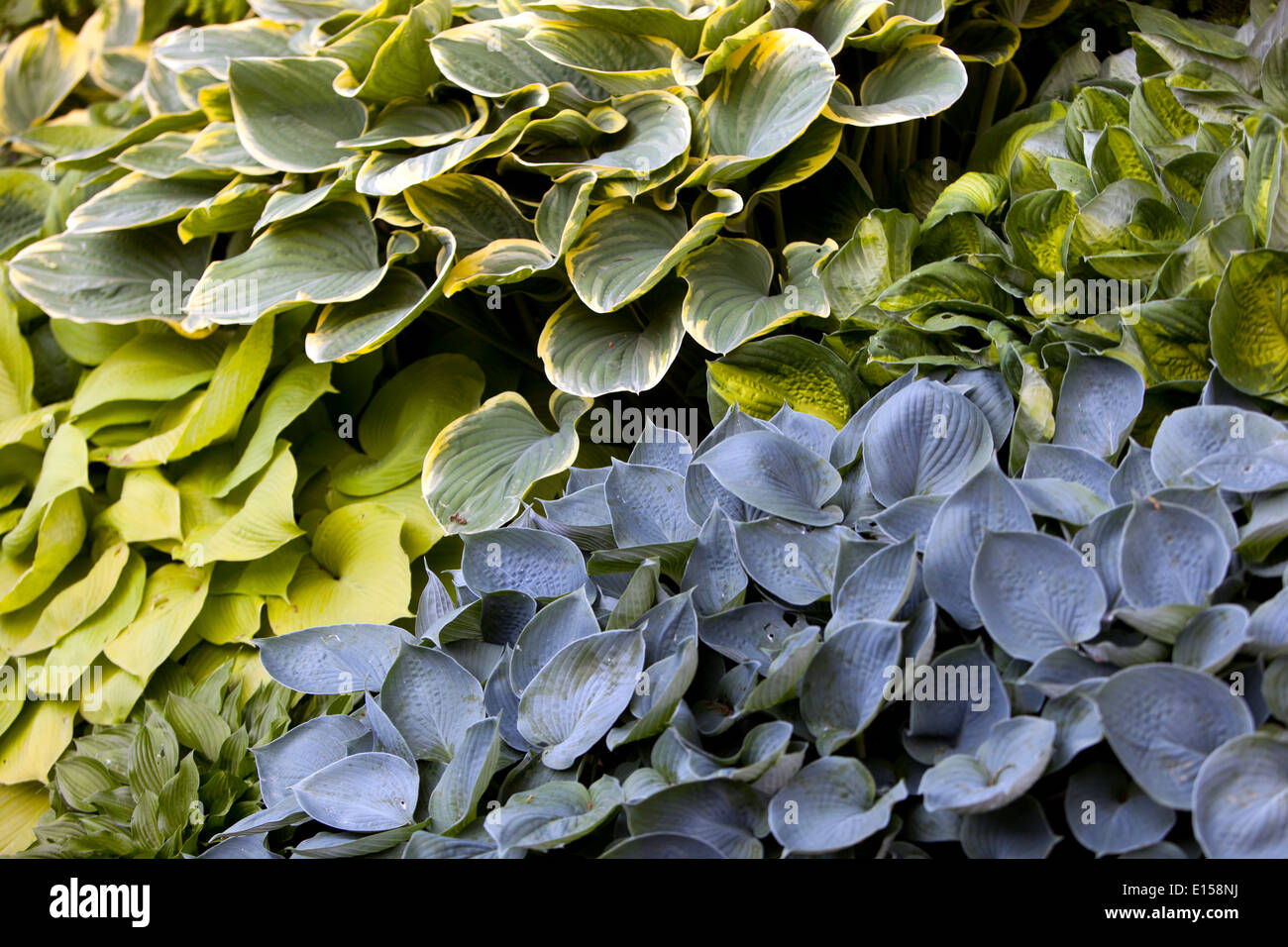 Variegated Hosta leaves, plant for the shady parts of the garden Stock Photo