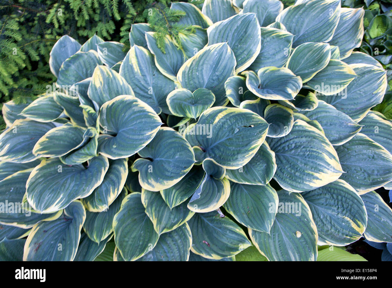 Hosta plant with variegated leaves in perennial garden Stock Photo