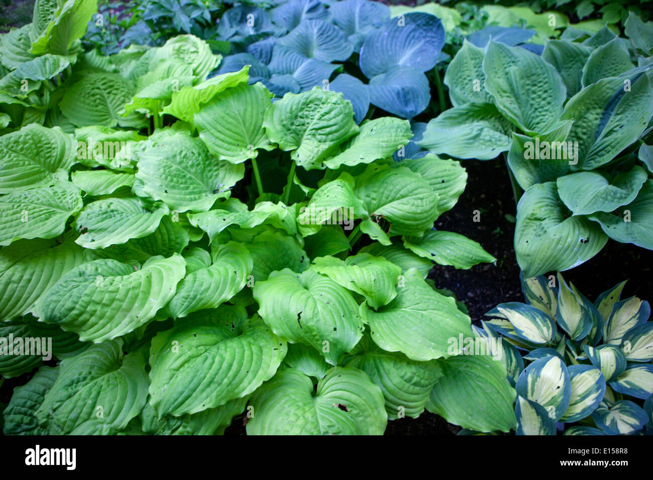 Hostas garden, plants for the shady parts of the garden, hostas in garden, scenic view of different hostas, fresh new leaves in may Stock Photo