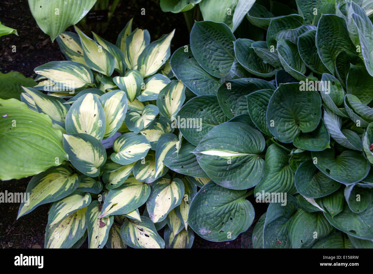 Hosta, plant in shade garden, variegated leaves Stock Photo