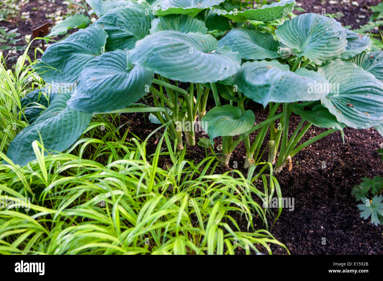 Hosta Big Daddy plant with large leaves and Hakonechloa macra, Japanese forest grass, Hakone grass Stock Photo