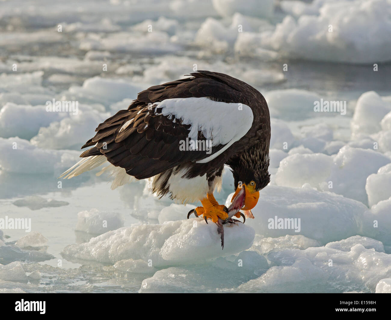 The sea eagle fish hi-res stock photography and images - Alamy