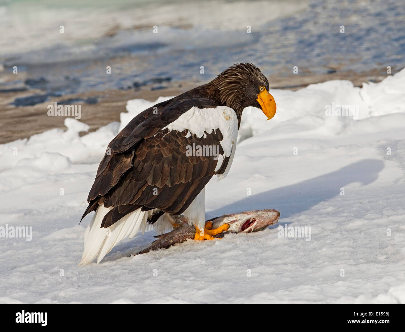 Steller's sea eagle on ice floe with fish Stock Photo