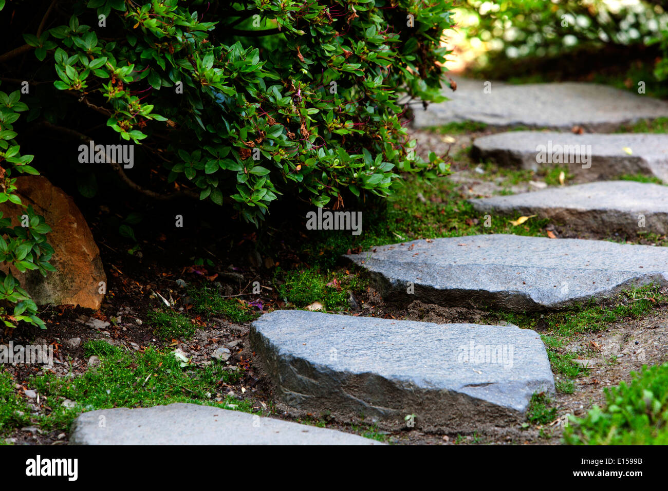 Path and stepping stone in grassy green lawn lined shrubs in garden, pathway Stock Photo