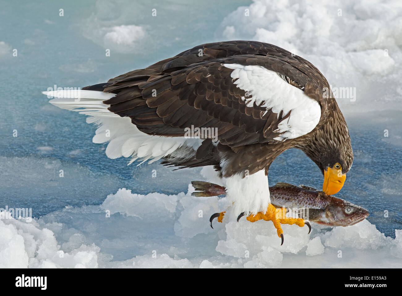 Steller's sea eagle on ice floe with fish Stock Photo