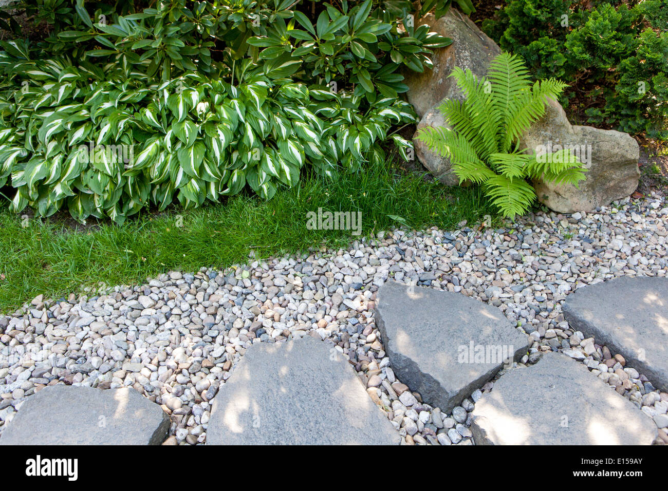 Garden gravel path and stepping stones, border garden edging plants in shade, hosta fern, stone path garden, gravel in garden Stock Photo