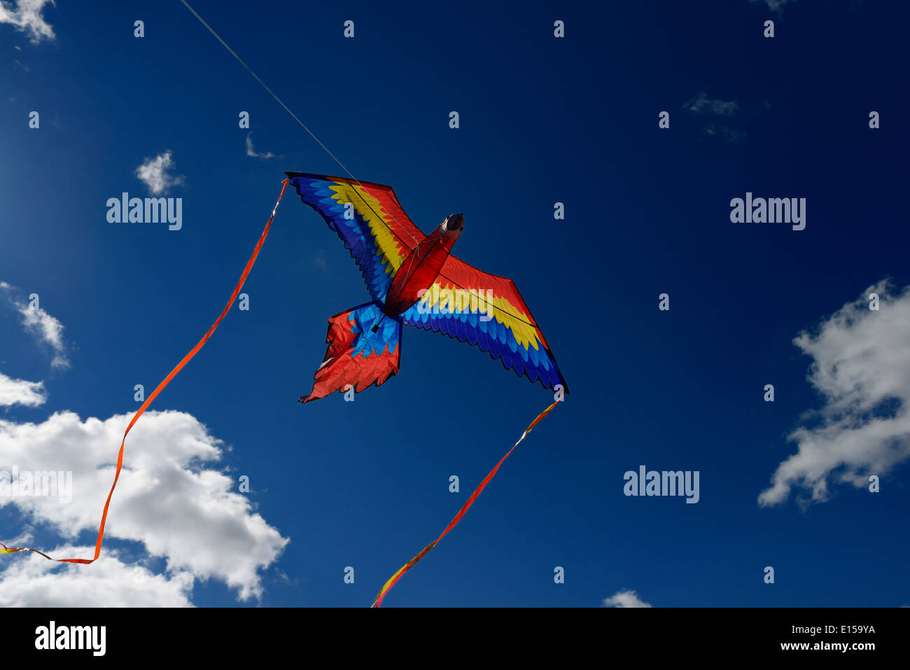 Blue and Red Macaw Parrot Kite flying high against a blue sky in a city of Toronto park Stock Photo
