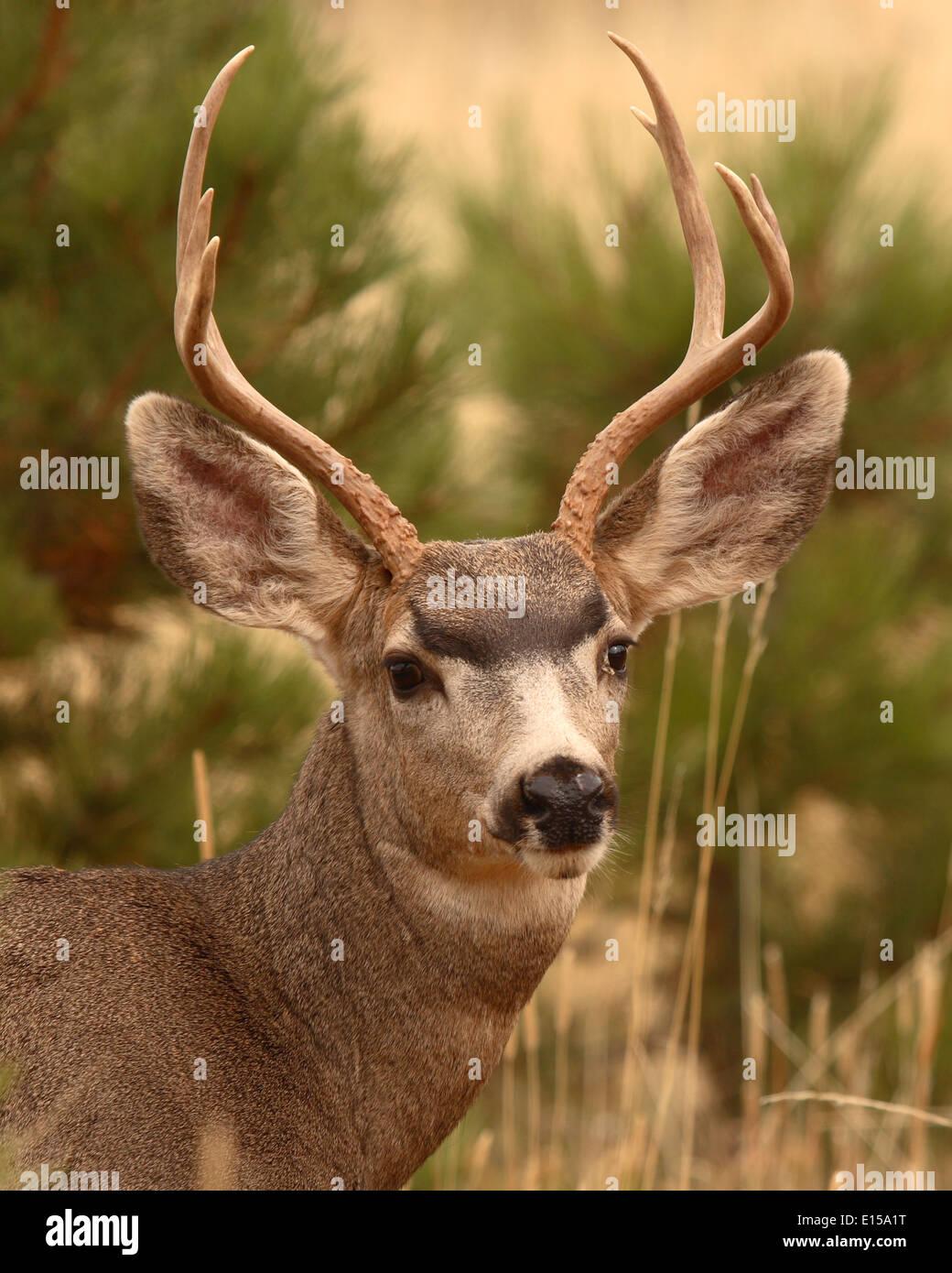 A portrait of an 8point Mule Deer buck Stock Photo