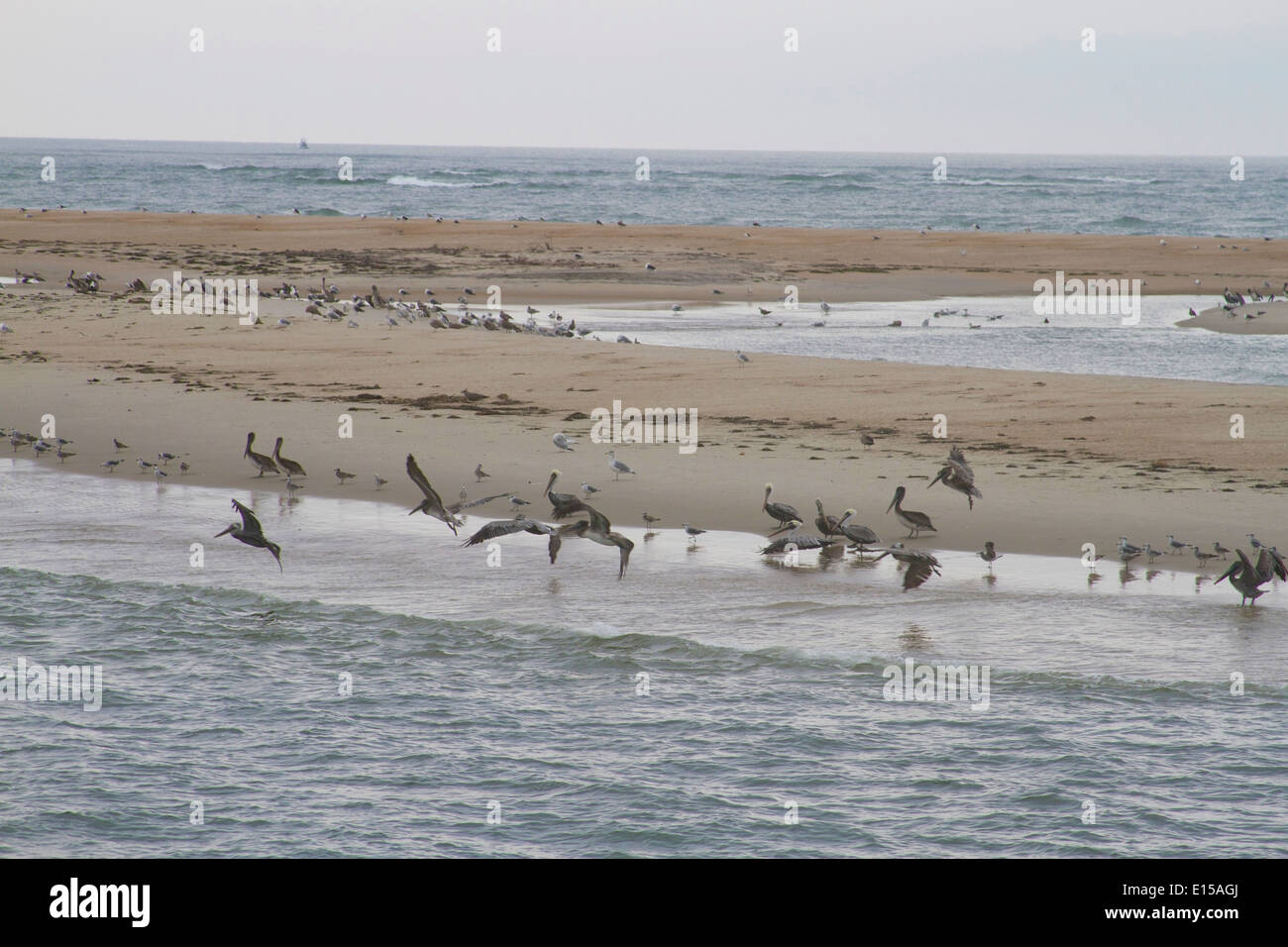 A sand bar provides habitat for wild birds in the Pamlico Sound of the Outer Banks of NC Stock Photo