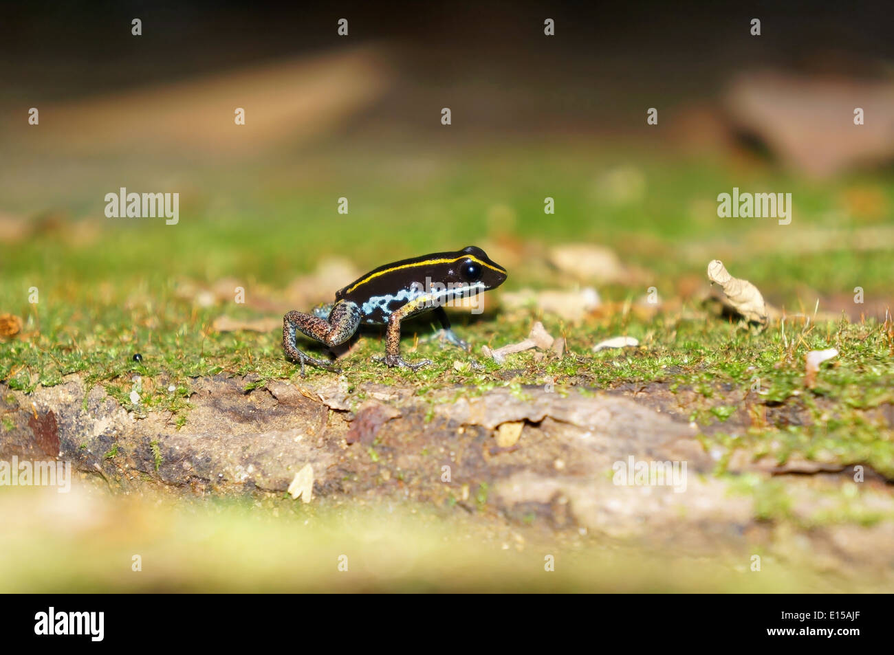 Lovely poison frog, Phyllobates lugubris, on the ground, Panama Stock Photo