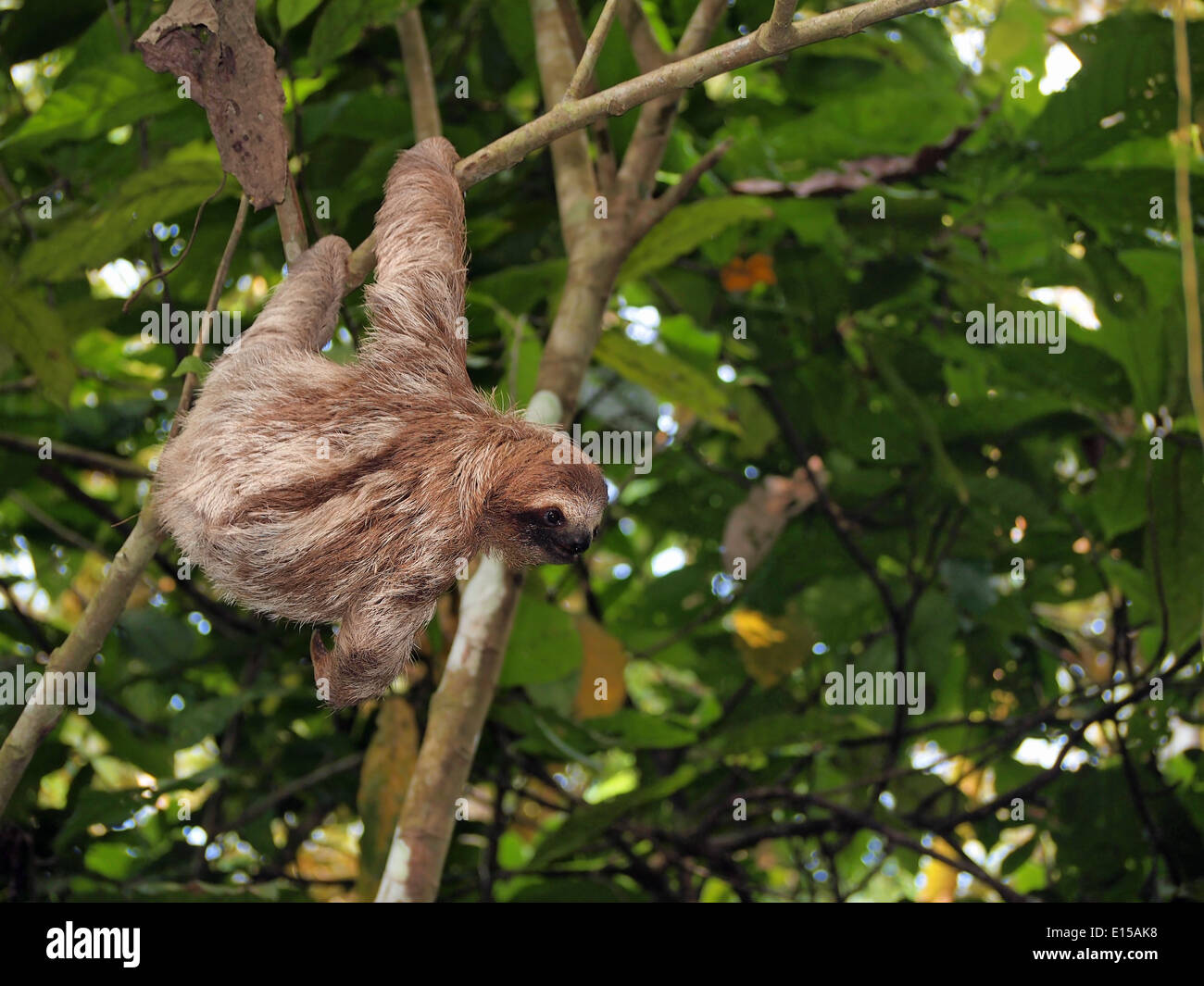 Sloth hanging from a branch in the jungle of Panama, Central America Stock Photo