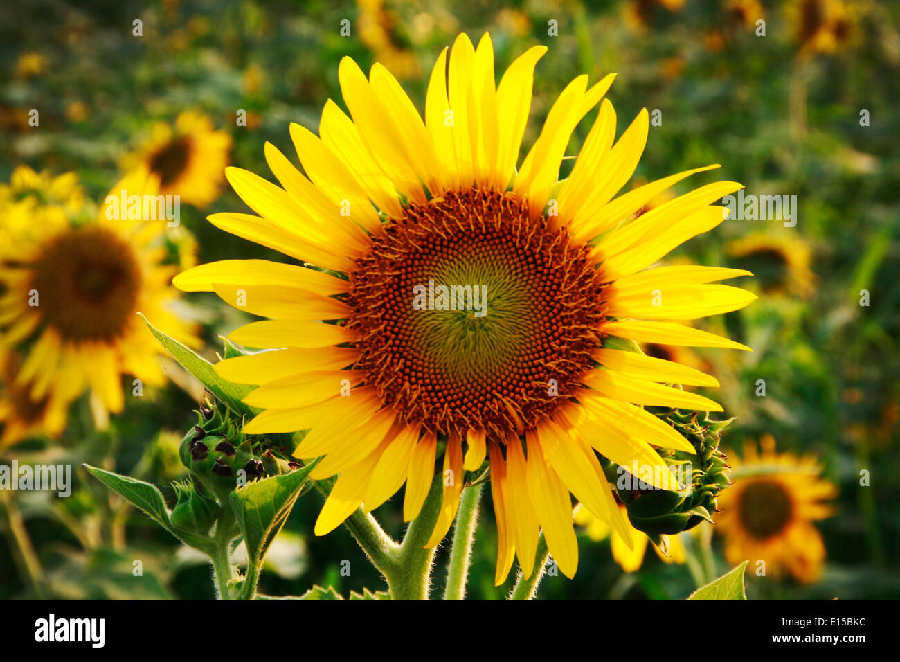 in the evening on a big sunflower farm, that's focus on the center follen of sunflower.in the location Bangkok ,Thailand. Stock Photo
