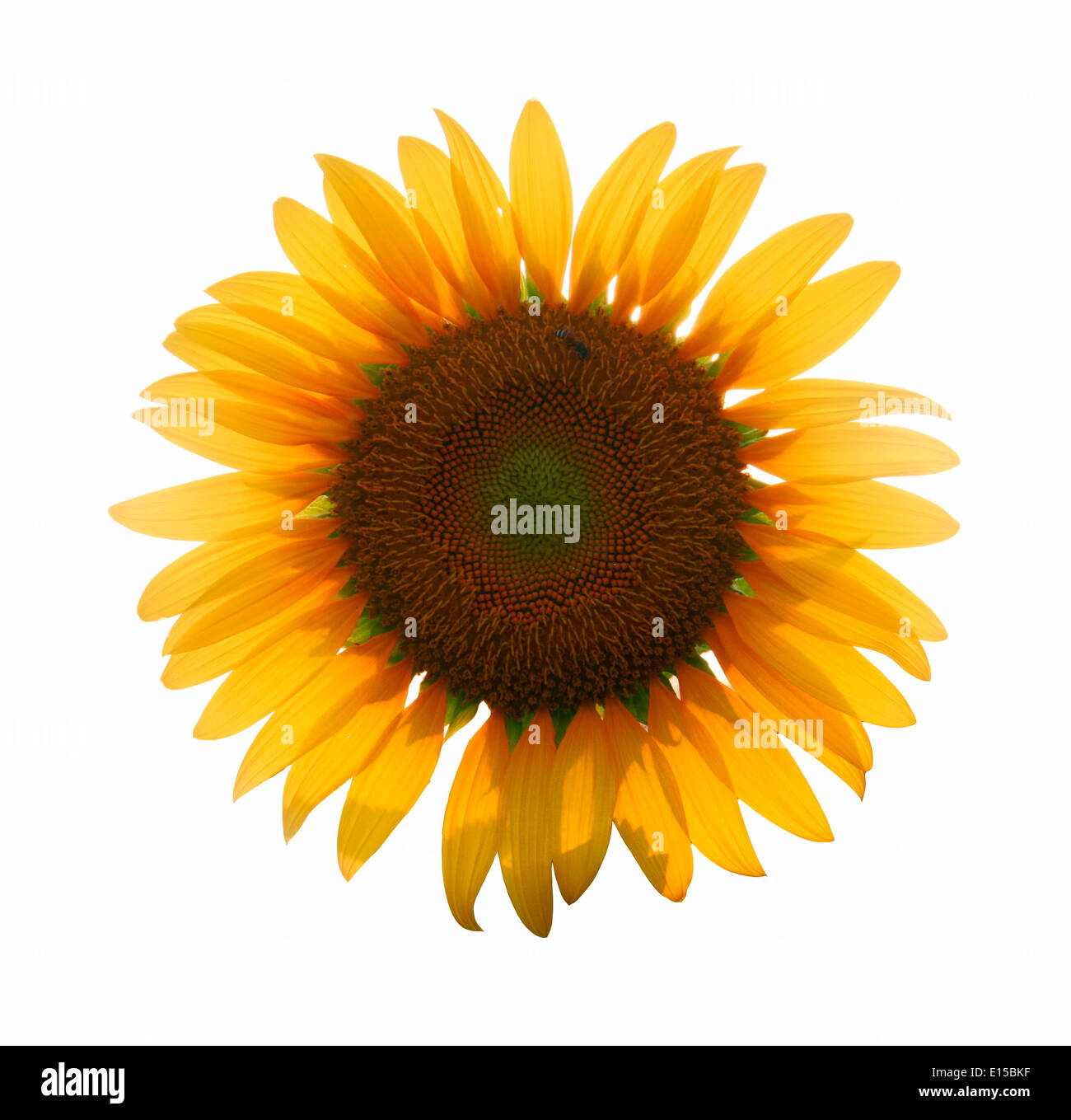 close up big yellow sunflower in isolate background it's very natural because it's have bee sucking the pollen. Stock Photo